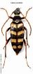 Leptura aurulenta